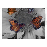 A Sunflower with Several Butterflies Cards