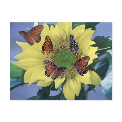 A Sunflower with Several Butterflies Postcard by roimim