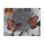 A Sunflower with Several Butterflies Post Card