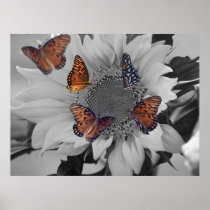 A Sunflower with Several Butterflies Print