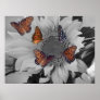 A Sunflower with Several Butterflies Print