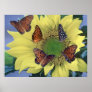 A Sunflower with Several Butterflies Poster