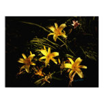 lily, flower, sunlit, nature, yellow, lilies