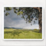A Sunlit Tree Mouse Pad