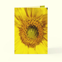 A Sun's Flower cards