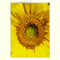 A Sun's Flower cards