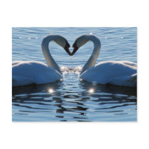 A Swan Heart Kiss, Reflections of Love Postcard