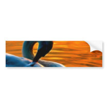 A Swan Taking a Last Minute Swim at Sunset bumper stickers