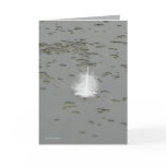 A Swan's Gift Greeting Cards