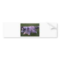 A sweet small baby shelty bumper sticker
