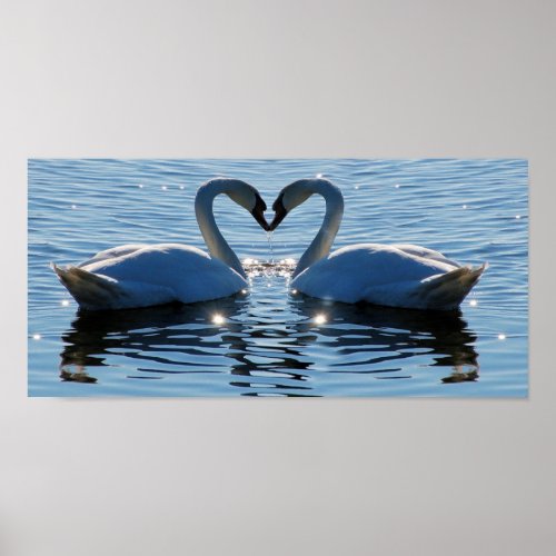 A Swimming Swan Heart Kiss, Reflections of Love print