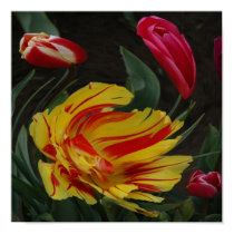 A Swirl of tulips posters