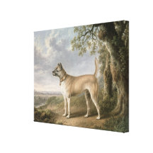 A Terrier on a path in a wooded landscape Stretched Canvas Print