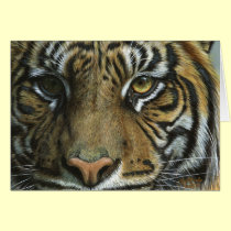 A Tiger Face cards