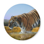 A Tiger loves water Magnets