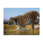 A Tiger loves water Post Cards