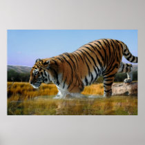 A Tiger loves water Poster