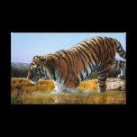 A Tiger loves water canvas prints