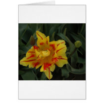 A tiger tulip cards