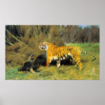 A Tiger With Its Prey posters