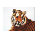 A tigers side glance gallery wrapped canvas