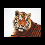 A tigers side glance canvas prints