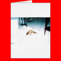 A Tired Basset Hound cards