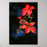 A touch of autumn and maple leaf poster