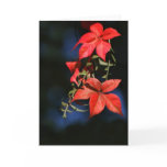 A Touch Of Autumn Cards