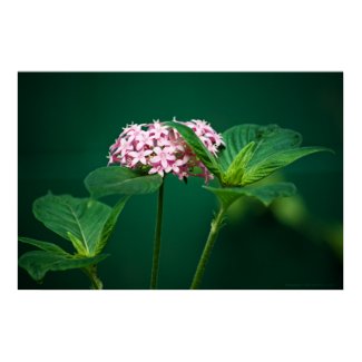 A Touch of Pink in the Green Print print