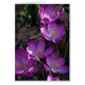 A touch of Spring cards