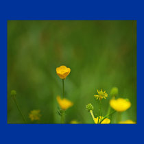 a touch of yellow posters by zack12349 a touch of yellow posters