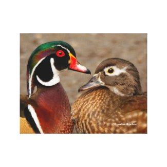 A Touching Moment Between Wood Ducks Canvas Print