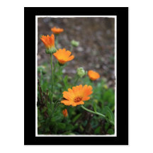 A Trail of Orange Postcard