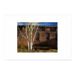a tree grows