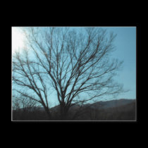 A Tree postcards
