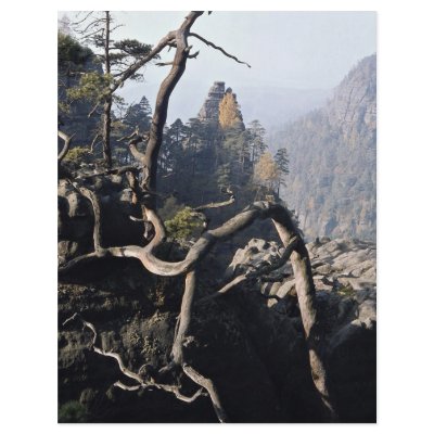 A tree root with rocky valley behind, Czech Republ Flyer by beautifulclicks