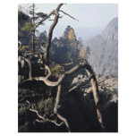 A tree root with rocky valley behind, Czech Republ flyers