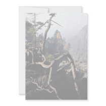 A tree root with rocky valley behind, Czech Republ Announcements