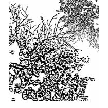a tree will live longer than you t-shirts