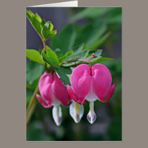 A True Heart cards