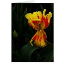 A tulip for you cards