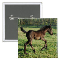 A two week old foals joy pinback buttons