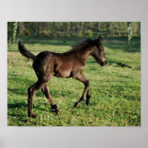 A two week old foals joy poster