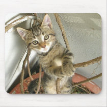 A very charming cat. Mousepad.
