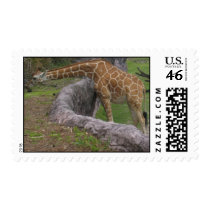 A Very Tall Boy postage