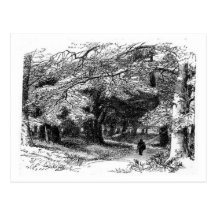 A Walk in the Forest Postcard