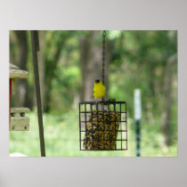 A watchful Finch Posters
