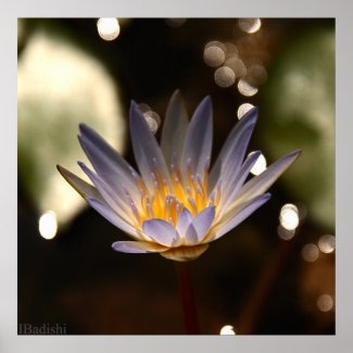 A water lily