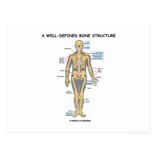 A Well-Defined Bone Structure (Human Skeleton) Postcard | Zazzle